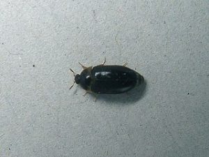 家の中に 黒い虫 小さいこの虫の知られざる生態